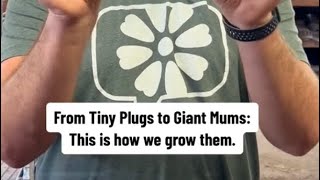 🌱From Tiny Plugs to Giant Mums: This is how we grow them