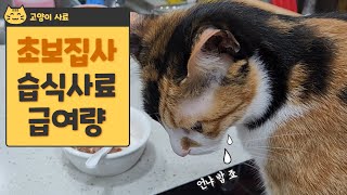 초보집사의 고양이 습식사료 급여량