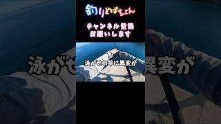 【泳がせ釣り】たった１匹釣れたアジが奇跡を起こす瞬間