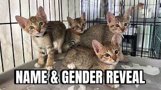 NAME AND GENDER REVEAL OF MOMMY C3 KITTEN | momarenyann