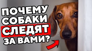 Реальная Причина, Почему Собаки СМОТРЯТ на ВАС? (шокирует)