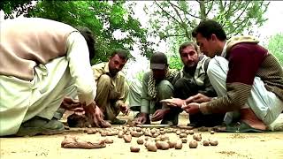 Reforestation in Pakistan