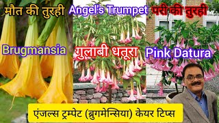 मौत या परी की तुरही या एंजल्स ट्रम्पेट की केयर टिप्स। Angel's Trumpet Or Brugmansia Plants Care Tips