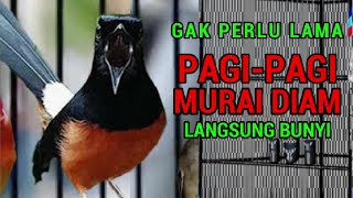 Pancingan PAGI-PAGI AGAR MURAI GACOR❗sekali coba murai DIAM langsung bunyi