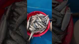 😍🥰கடும் காற்றில் அதிக அளவு பிடித்த கவலை மீன் #neithalmeenavan #fishing #fish #deepseafishing