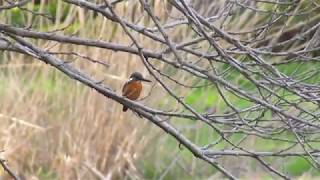 カワセミ・川口自然公園・2020年3月21日撮影