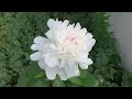 Peony Plant Profile