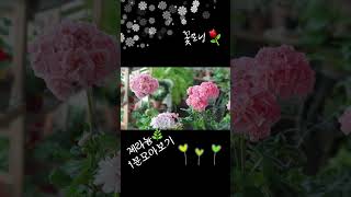 #제라늄 1분 모아보기 #베란다정원 #식물키우기 #베란다식물