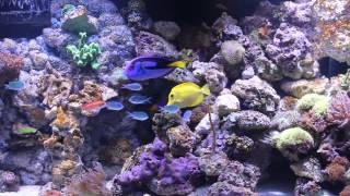 My 120g Reef Tank