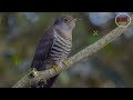 काँडे भ्याकुरो नेपालमा मात्र पाइने चरा kade bhyakur spiny babbler bird