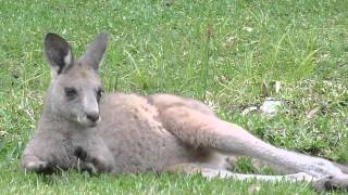 Australian Wildlife: Young Resting Kangaroo