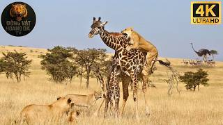 Harsh Namibia | The Battle for Survival in the Boundary of Survival - Animal World