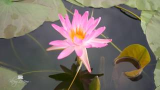 Nymphaea 'Turtle Island Tropic Star' HxT (ISG) Waterlily Thailand