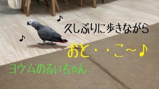 ヨウムのるいちゃん　歩きながらおと・・こ～♪♪