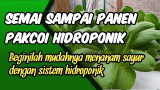 Seedlings to hydroponic pakcoi harvest, seedling process, rejuvenation process, packing process