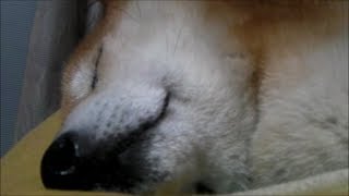 柴犬ジロー　寝んね5（人をダメにするソファ編）Shiba Inu