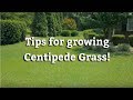 Growing Centipede Grass - Warm Season Turf Tips