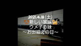 ボストンテリア ウメ子とすずらん   🐕今日から妹できました👋😆🎶✨