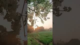 સુંદર દ્રશ્ય, સુંદર સવાર, Bautifull morning Nature, Viral video