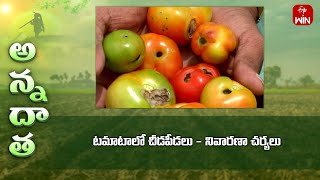 ಖಾರಿಫ್ ಟೊಮೆಟೊದಲ್ಲಿ ಕೀಟಗಳು ಮತ್ತು ರೋಗಗಳು #ಹೀರುವ ಕೀಟಗಳು #ಹಣ್ಣುಗಳು | ETV