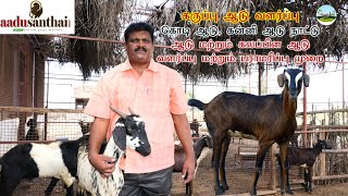 கருப்பு ஆடு, கொடி ஆடு, கன்னி ஆடு, நாட்டு ஆடு மற்றும் கலப்பின ஆடு வளர்ப்பு மற்றும் பராமரிப்பு முறை