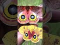 Quick Io Moth Facts - The Predator Illusion Wings - Animal a Day I Week #shorts