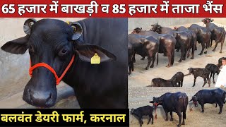 65 हजार में बाखड़ी और 85 हजार में ताजा भैंस || Balwant Dairy Farm, Karnal (8950918013)