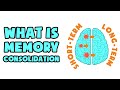 What is Memory Consolidation | Explained in 2 min