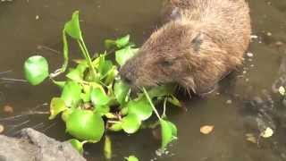 カピバラ　ホテイアオイいただきます　大宮公園小動物園