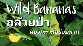 Wild Bananas | กล้วยป่า ep.2