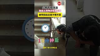 小狗不想洗澡，独自从宠物店偷溜回家，被带回后还是不情不愿 #新闻 #日常 #搞笑 #狗狗 #萌宠 #萨摩耶