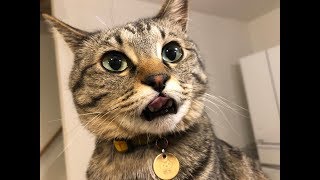 ペットたちが「あくび」をする最高の瞬間がじわじわ面白いｗ～It is interesting that the best moment that your pet yawns.