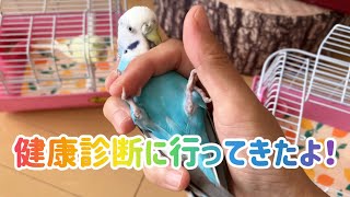 セキセイインコのメルとララ。健康診断に行ってきたよ！~Budgerigars taken for a health check!~