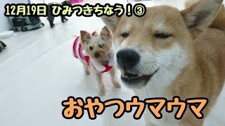 おやつウマウマ 【ひみつきちなう！③】2017年12月19日