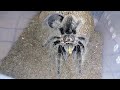 quick kronk feeding tliltocatl albopilosum