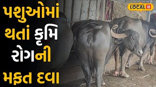 Animal Husbandry: પશુઓમાં થતાં કૃમિ રોગના લક્ષણો અને સારવાર, અહીં મળશે મફત દવા |#local18