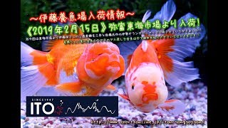 【伊藤養魚場入荷情報】2019年2月15日 弥富東海市場より入荷しました!!