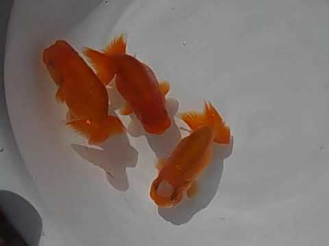 Dscn5441 Youtube