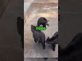 hungry bear ignored cute animals bear animalstories funny