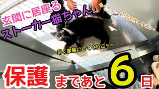 【保護まであと６日】ストーカー猫ちゃんよ！頼むから玄関から移動してくれ！！！