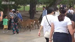 鹿に噛まれビックリして鹿せんべい落とす😀外国人観光客🦌【Nara Deer Park】