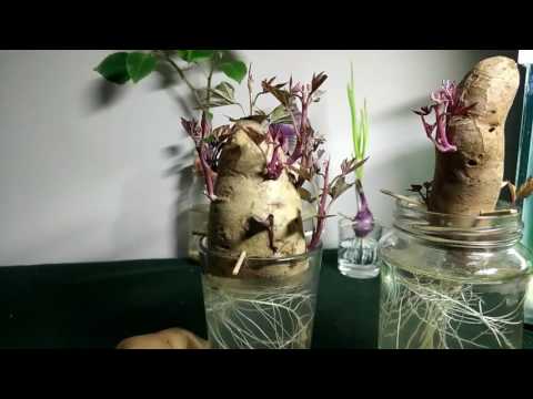 Project, Growing sweet potatoes in containers, water, jars Project, Growing sweet potatoes in containers, water, jars