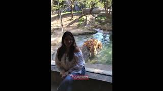 Tiger scares woman at zoo behind glass