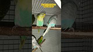 एक जोड़े बजरी तोते से कितने पैसे कमा सकते हैं #budgies #birds #lovebirds #pets #parrot #vlog #shorts