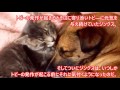 天使の猫　てんかんに苦しむ犬に付き添う【癒し】 change チャンネル no.1013