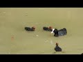 eurasian coot blässhuhn fulica atra parent feeding the chicks