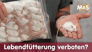 🐁 Darf man lebende Mäuse verfüttern? 🚫