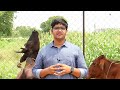 देसी और विदेशी गाय की नस्लों में अंतर एक रहस्यमय खुलासा which cow is best shree kunj