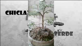 algarrobos bonsai una mirada de como están en la actualidad