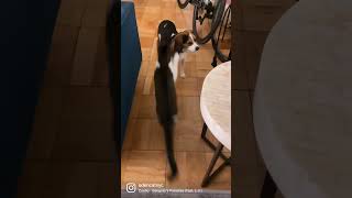 Kitten facing dog and this happened #gato #猫 #kitten #chat #cat #shorts #dog